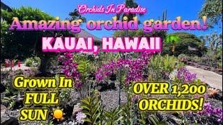 Amazing orchid garden on the island of Kauai 🌴 [upl. by Nerb]