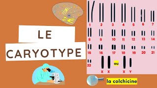 le Caryotype [upl. by Slavic]