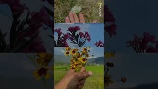 Transition Reel  VN QR code  Tutorial youtube travel sonmarg ytshorts sonmarg [upl. by Yborian]