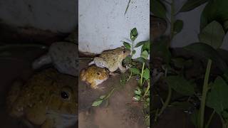 Funny Catch the funny Boing boing frog funny frog [upl. by Aala]