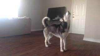 My Husky Sequoia Howling while Home Alone [upl. by Clio420]