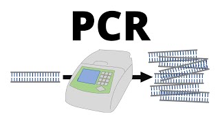 How PCR Polymerase Chain Reaction works explained in 1 minute [upl. by Granthem]