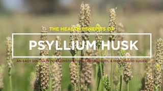 PSYLLIUM HUSK – AN EASY SOLUTION FOR CONSTIPATION THE HEALTH BENEFITS OF PSYLLIUM HUSK [upl. by Dnaltruoc120]