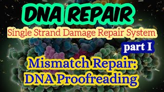 Mismatch Repair by DNA Polymerase Proofreading  3 to 5 Exonuclease Activity by DNA Polymerase [upl. by Enra]