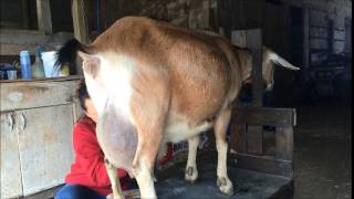 Dairy Goat Clipping for Kidding Season [upl. by Assilac]