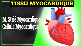 Tissu Myocardique  Histologie [upl. by Feeney661]