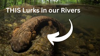 The Giant Hellbender Salamander that Lurks in Streams and Rivers [upl. by Riay]