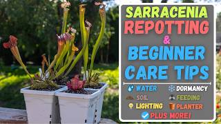 How To Repot A Sarracenia Pitcher Plant  Beginner Care Tips [upl. by Solakcin]