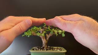 Pruning My quotRoot Beer Barrelquot Bonsai Portulacaria Afra [upl. by Arama]