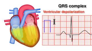 ECG Basics 810  QRS Complex [upl. by Noskcire]