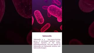 What is Salmonella bacteria [upl. by Gaves]