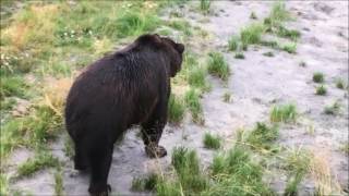 B A S U eAlarm vs Grizzly Bear [upl. by Anissej]