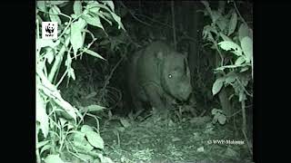 Camera trap footage of a Sumatran Rhinoceros in Sabah in 2007 [upl. by Jemena593]