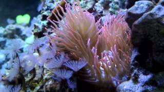 1 Year of Keeping Rose Bubble Tip and Other Anemones [upl. by Naginnarb913]