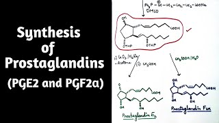 Synthesis of Prostaglandins [upl. by Zosi]