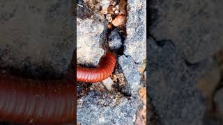 Millipede 3milipedes frog nature babyanimals [upl. by Gregorio]