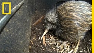 Bizarre Furry Kiwi Bird Gets a Closer Look  National Geographic [upl. by Einhoj]