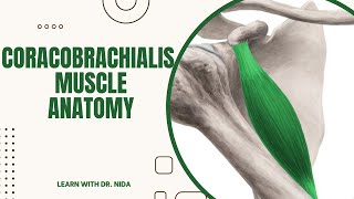 Coracobrachialis Muscle Anatomy Origin Insertion Nerve Supply amp Action [upl. by Datha830]