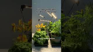 Unlock Pepper Growth with Full Spectrum Plant Light Innovation [upl. by Barr]