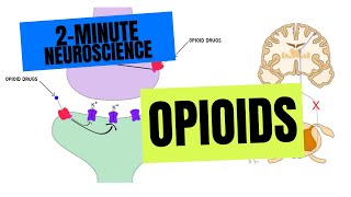 2Minute Neuroscience Opioids [upl. by Nagrom]