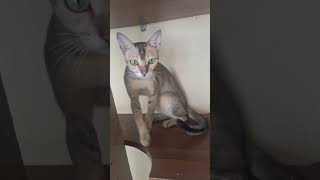 Cat cafe in Bangladesh Dinajpur shorts cat catlover [upl. by Aihsekat115]