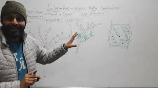 Ectocarpus Habit Thallus Structure Cell Structure [upl. by Rattan]