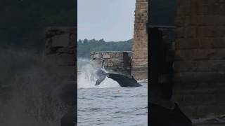 A whale came into the Piscataqua River today to eat all the pogies shorts nature fishing [upl. by Teraj]