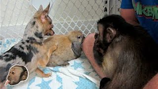 Capuchin Monkey amp Fur Baby Friends [upl. by Aicirtal448]