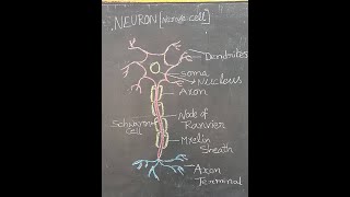 Nerve cell Neuron drawing in simple and systematic way [upl. by Lirba859]