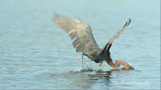 Reddish Egret Fishing [upl. by Nefets]