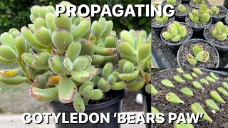 Propagating Cotyledon Tomentosa Bears Paw [upl. by Ibbob399]