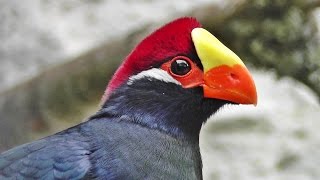 Violet Turaco aka Violaceous Turaco [upl. by Cunningham]