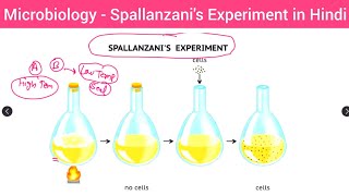 Microbiology  Spallanzanis Experiment in Hindi  Experiment of Spallanzanis Hindi  Spallanzanis [upl. by Aissac796]