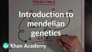 An Introduction to Mendelian Genetics  Biomolecules  MCAT  Khan Academy [upl. by Ennair]