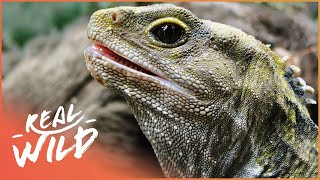 Tuatara The Ancient Reptile That Outlived The Dinosaurs  Modern Dinosaur  Real Wild [upl. by Lecirg]