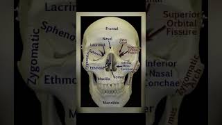 facial skeleton [upl. by Corsiglia]