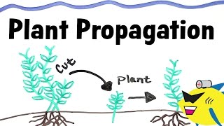 How To Propagate Aquarium Plants [upl. by Hufnagel]