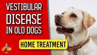 5 Essential Home Treatment Tips for Old Dog Vestibular Disease  Dog Health Vet Advice [upl. by Otsugua]