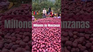 Esta Agricultora no puede creer la cantidad de manzanas que cosechó shorts agricultura plantas [upl. by Neraa]