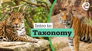 Introduction to Taxonomy [upl. by Leahcimnoj]