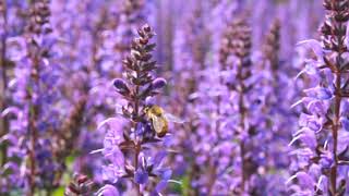 Bee Salvia Blue by You from Darwin Perennials [upl. by Karisa]