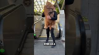 This Dog HATES Escalators😲Cred brodiethatdood [upl. by Aroved]