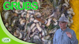 LAWN GRUBSGrub Worms How To Get Rid of Lawn Grubs [upl. by Tsirc]