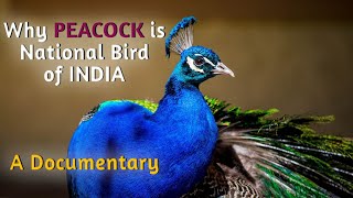 Why Peacock is National Bird of India  A documentary on Peacock [upl. by River555]