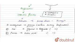 Discuss “The respiratory pathway is an amphibolic pathway”  11  RESPIRATION IN PLANTS  BIO [upl. by Netsryk939]