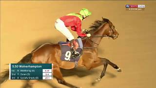 Monster debut Waldgeists halfbrother Waldkonig wins at Wolverhampton [upl. by Moncear358]