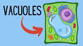 Functions of Vacuoles [upl. by Hambley]