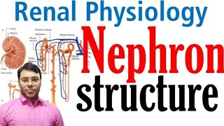 Nephron structure and function  Excretory system in hindi  class 10 [upl. by Artimas407]