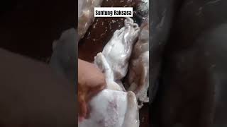 Suntung raksasafishing petualanganlaut fish mancingmania mancing seafood viral video videos [upl. by Gladdy830]