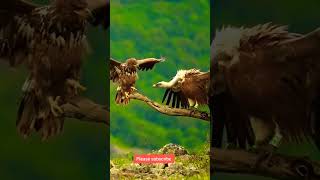 Eagle vs Vulture [upl. by Ive]